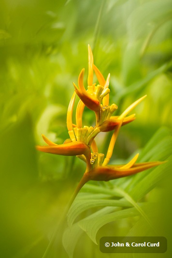 _MG_5210 Heliconia.JPG